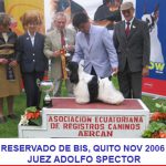 petts-wood-cockers-colombia-juancho