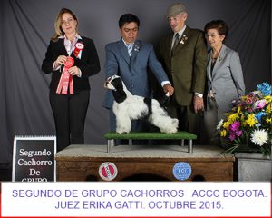 petts-wood-cockers-colombia-charlie